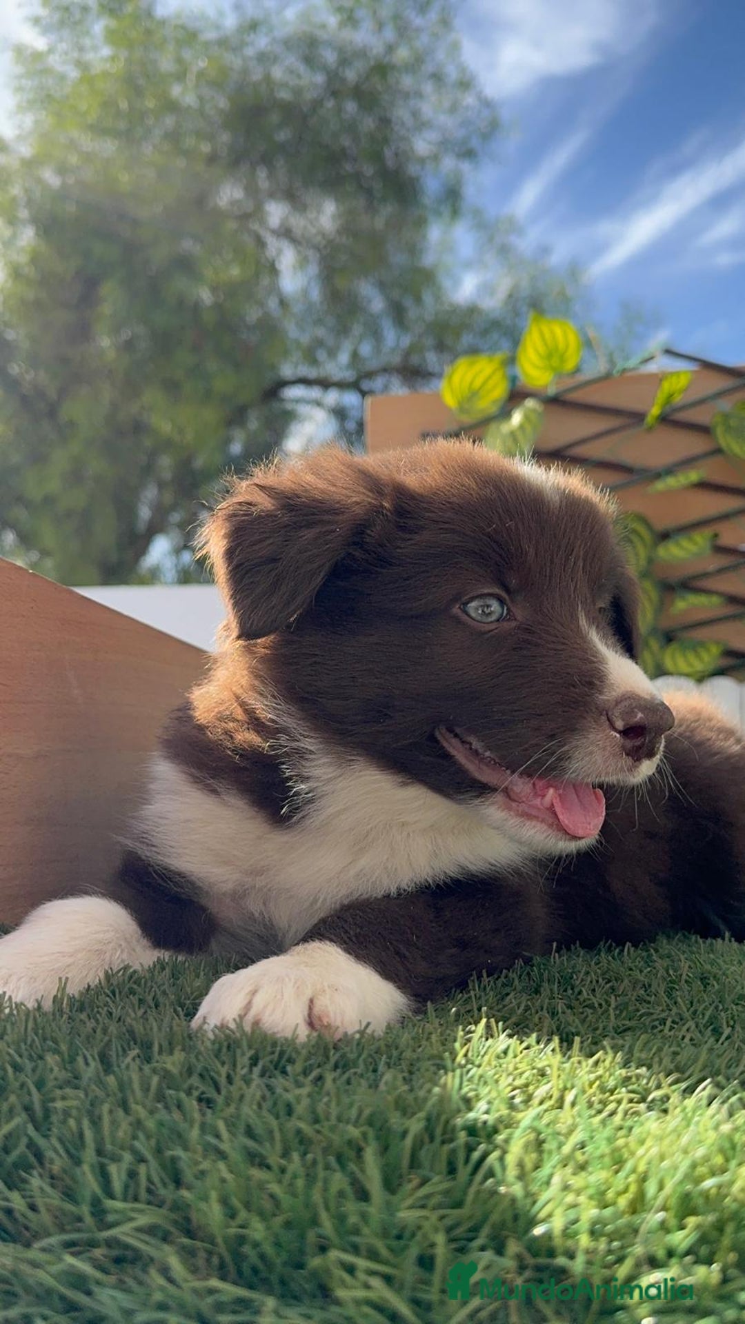 Border Collie perros en venta: BORDER COLLIE MACHO CHOCOLATE - Imagen 8