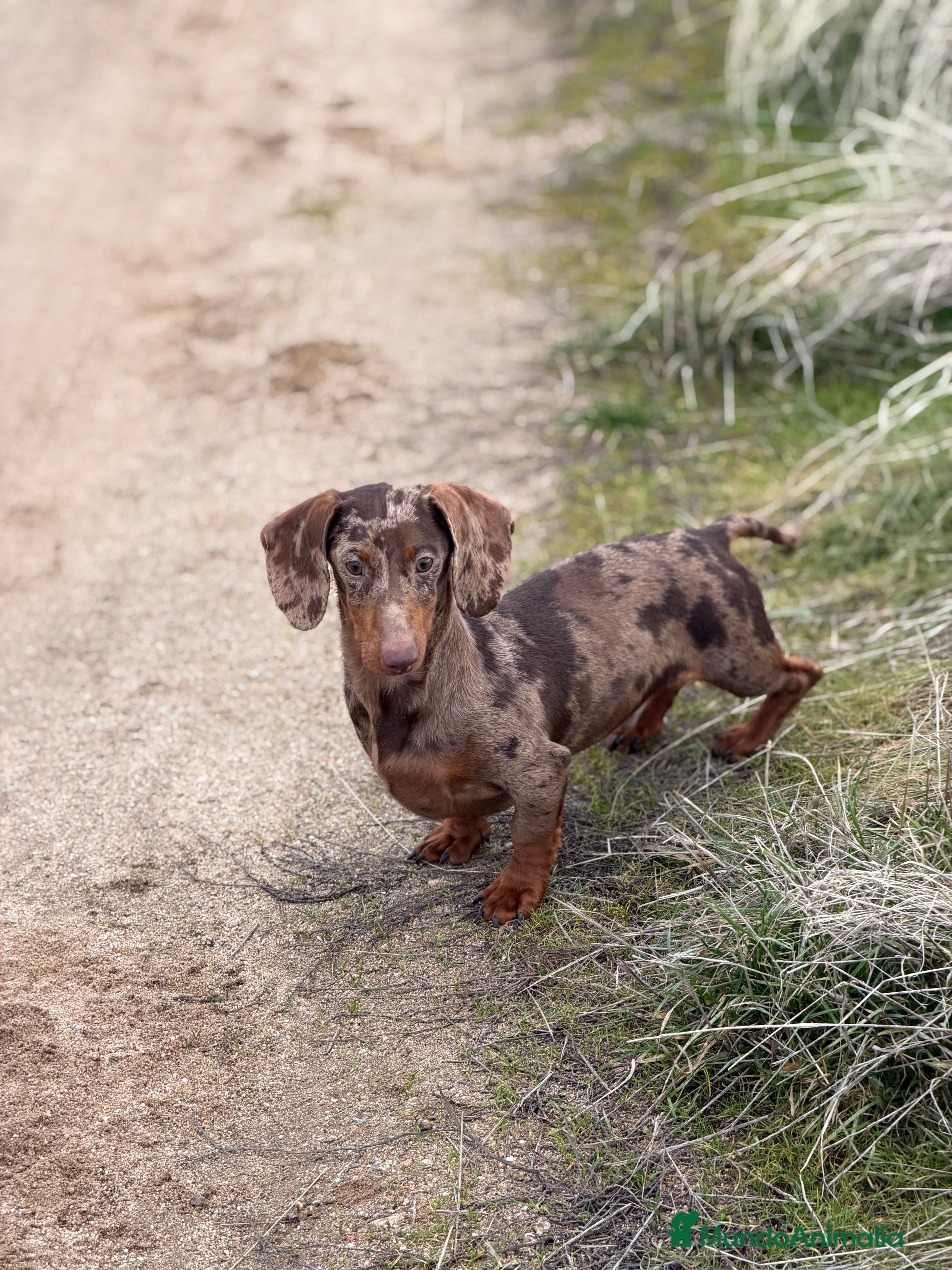 Teckel Miniatura perros Teckel arlequín chocolate  - Anuncio 23