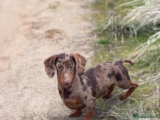 Teckel Miniatura perros Teckel arlequín chocolate - Anuncio 31