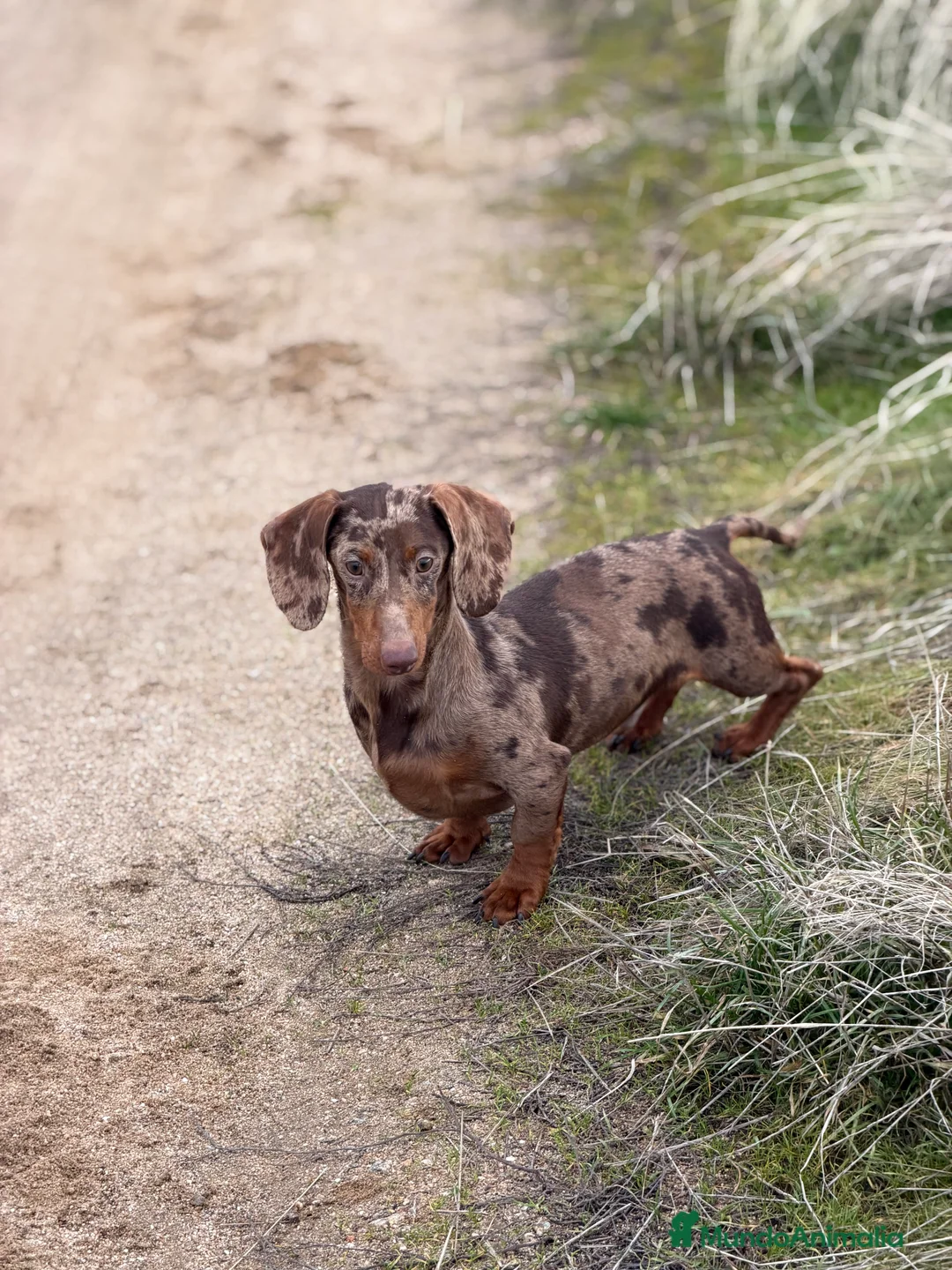 Teckel Miniatura perros en venta: Teckel arlequín chocolate  - Anuncio 1