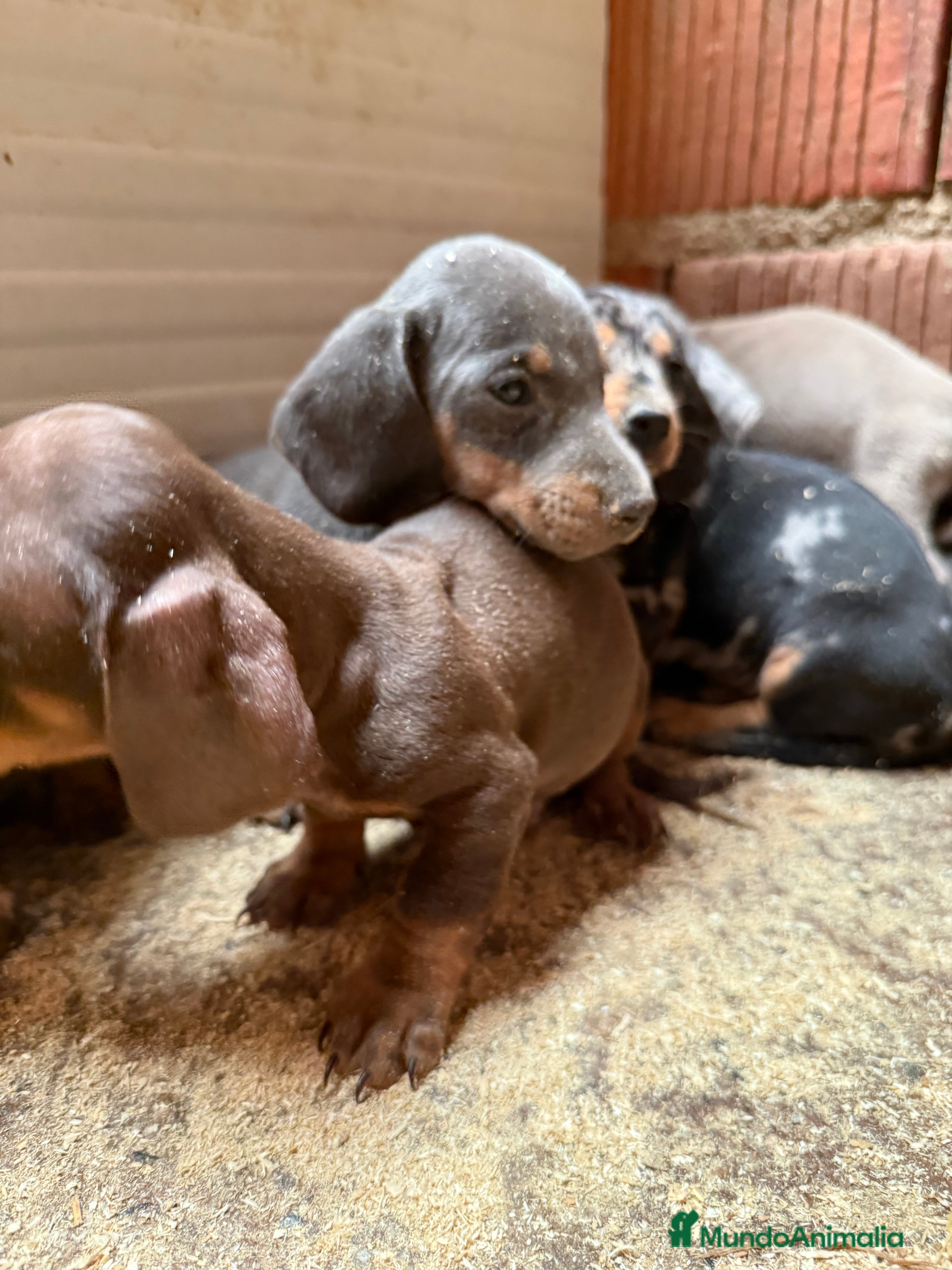 Teckel Miniatura perros CAMADA TECKEL MINIATURA  - Anuncio 1