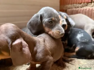 Teckel Miniatura perros CAMADA TECKEL MINIATURA - Anuncio 1