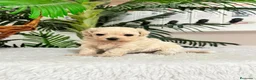 Maltipoo perros en venta: MALTIPOO COREANO - MACHO - Anuncio 10