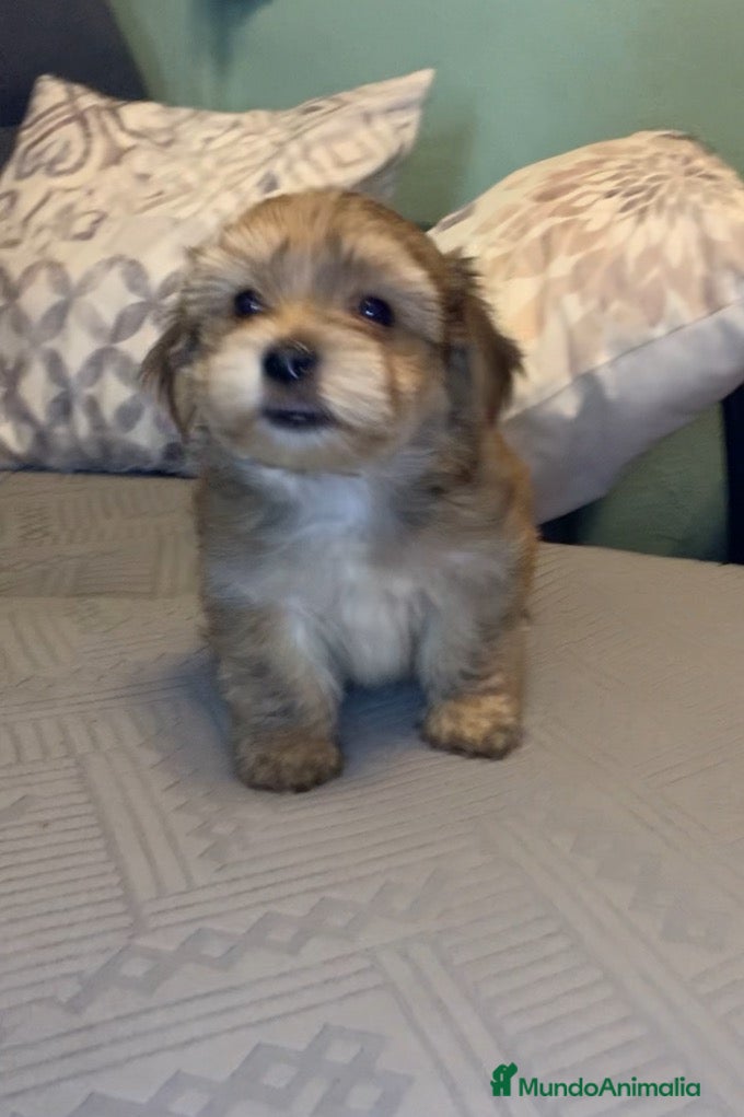 Morkie perros en venta: Cachorros Morkie - Anuncio 2