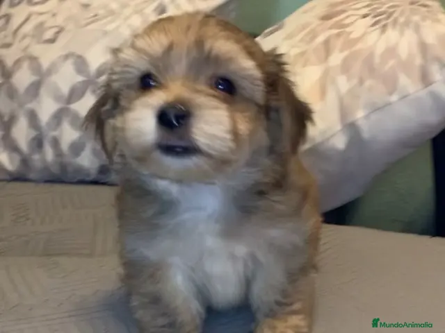 Morkie perros en venta: Cachorros Morkie - Anuncio 2