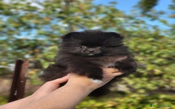 Pomerania perros en venta: Machito miniatura negro  - Imagen 4