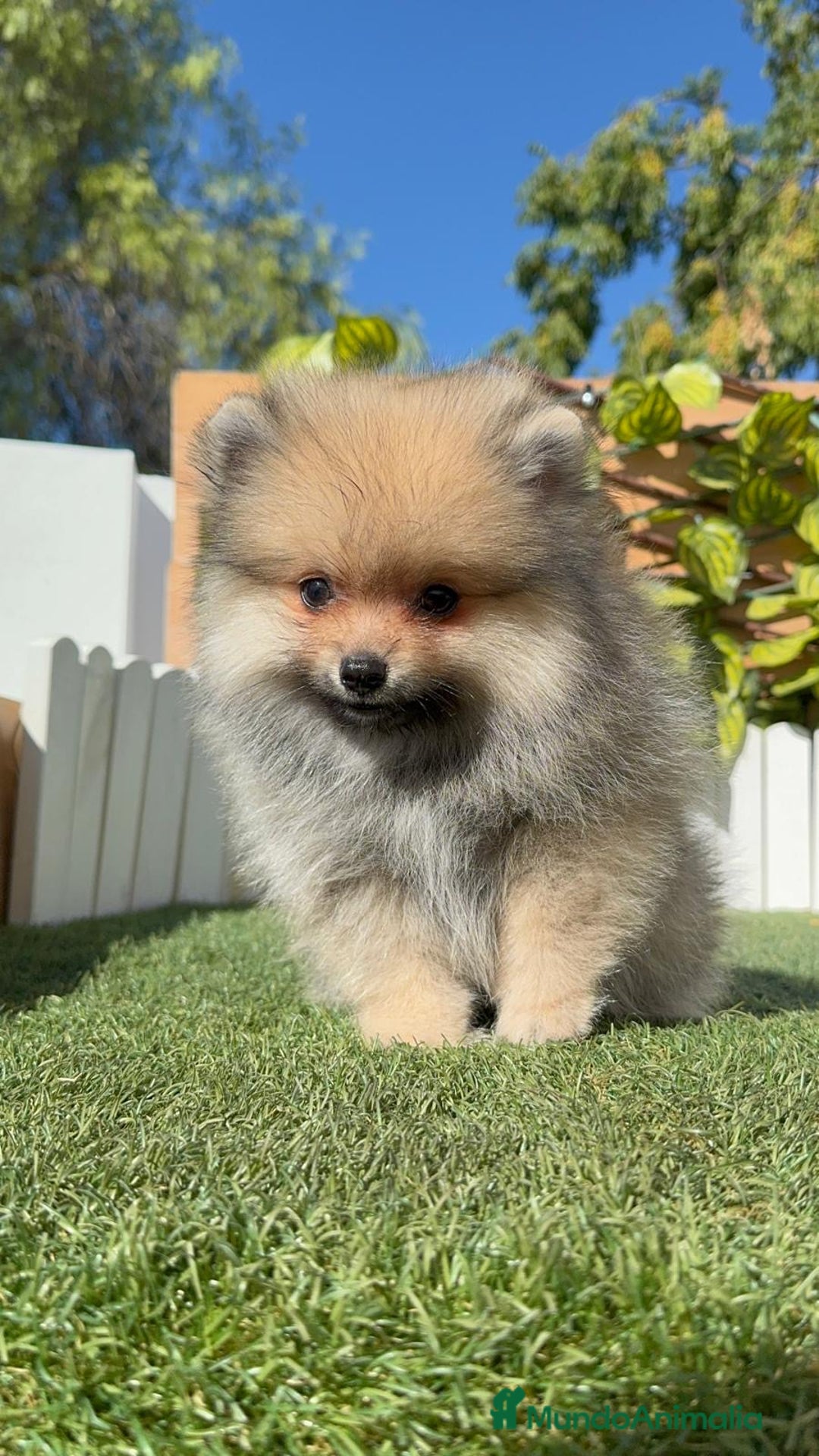 Pomerania perros en venta: POMERANIA - Imagen 8