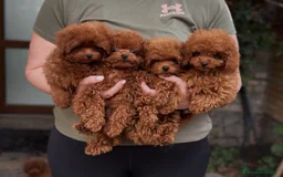 Caniche Toy perros en venta: caniche asiático  - Imagen 1