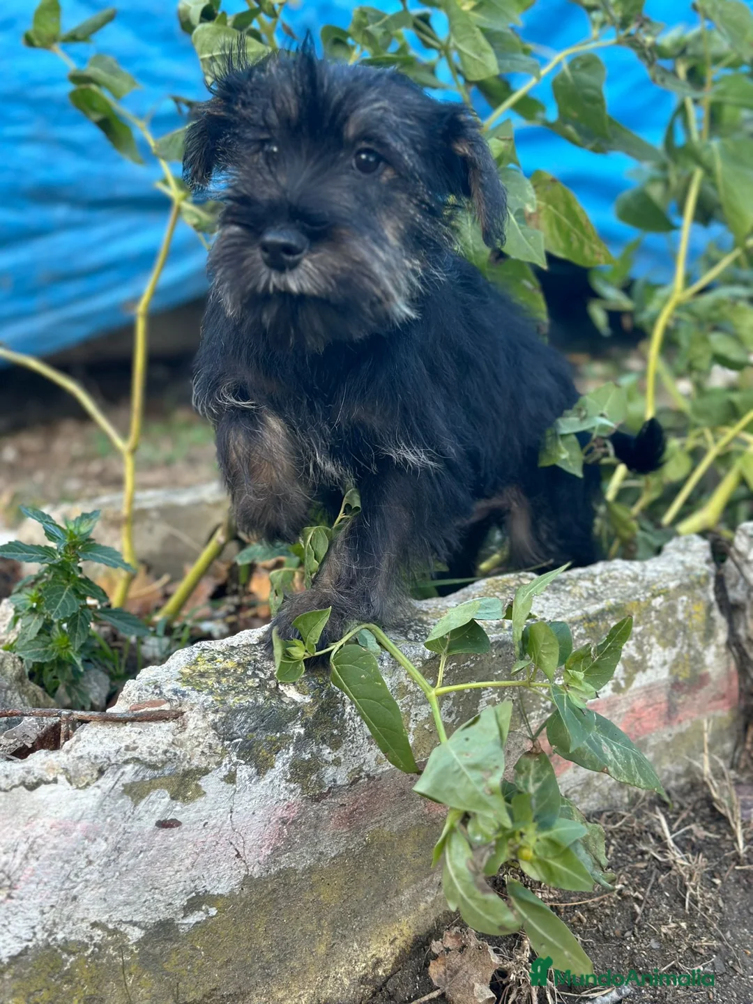 Schnauzer Miniatura perros en venta: Schnauzer Miniatura  - Anuncio 3