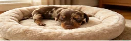 Teckel Miniatura perros en venta: Teckel arlequín chocolate - Anuncio 2