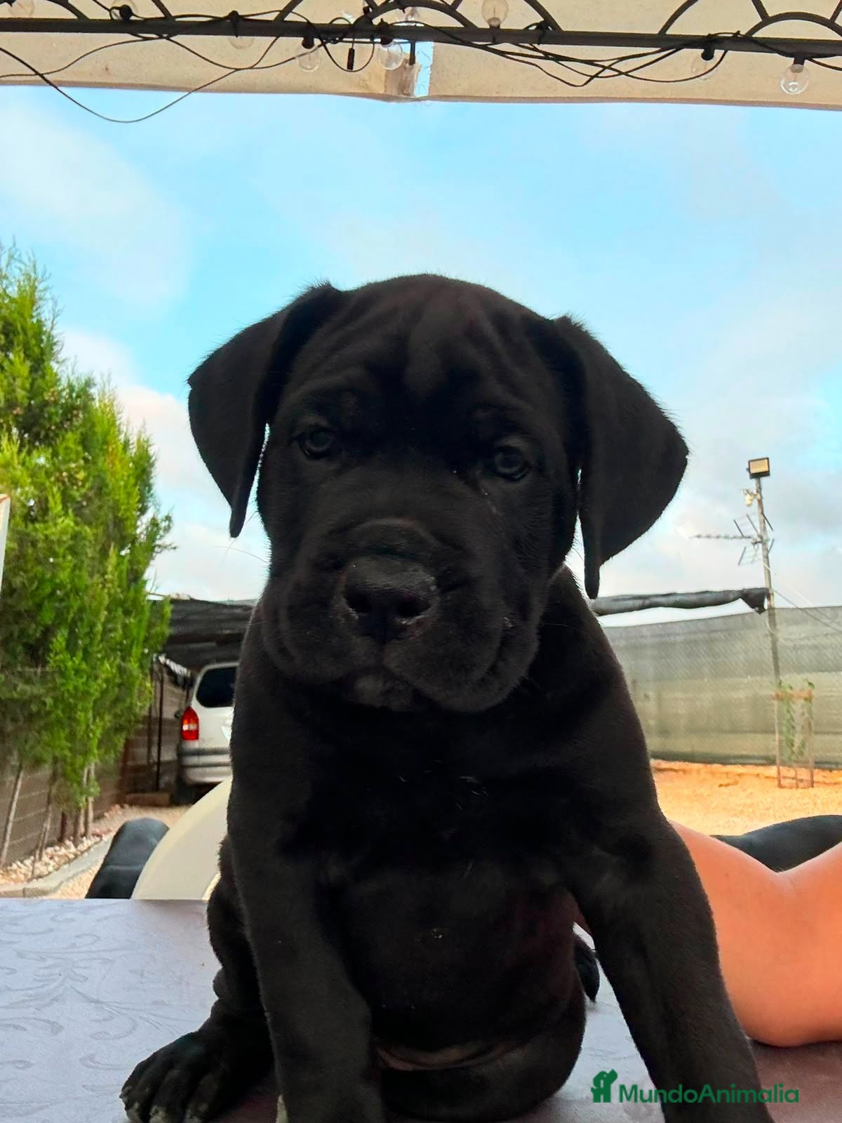 Cane Corso perros Cane Corso  - Anuncio 11