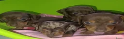 Teckel Miniatura perros en venta: Teckel kaninchen  - Anuncio 3