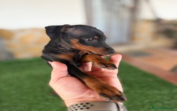 Pinscher Miniatura perros en venta: Mini Pincher macho - Anuncio 2