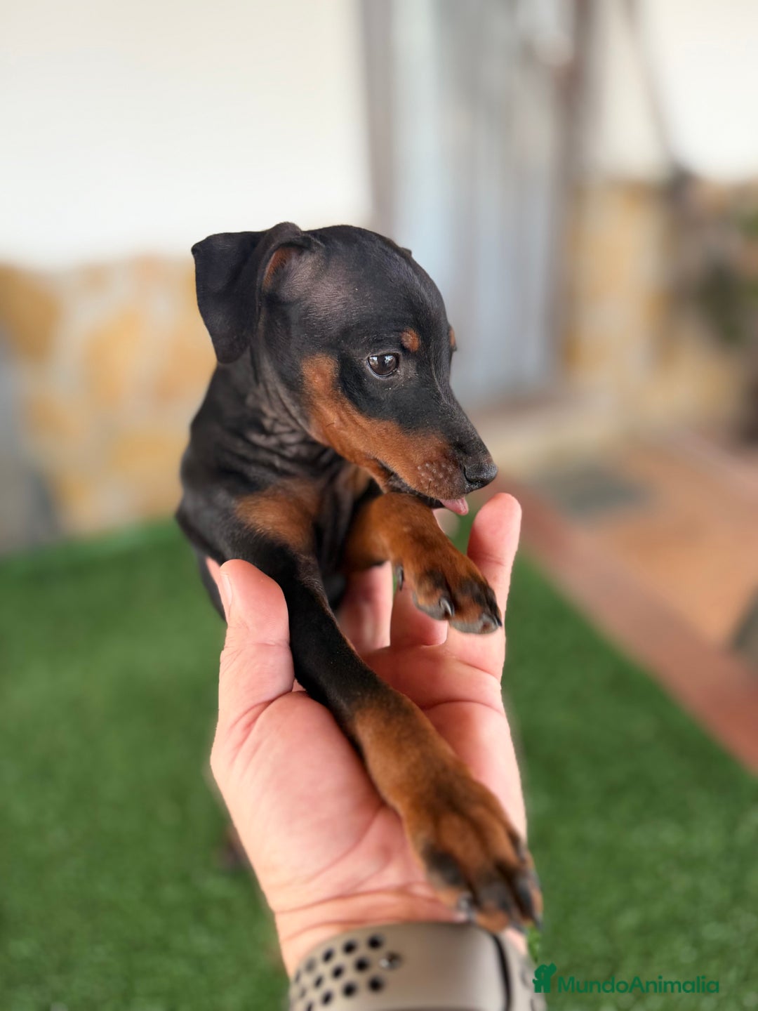 Pinscher Miniatura perros en venta: Mini Pincher macho - Anuncio 2