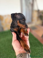 Pinscher Miniatura perros Mini Pincher macho - Anuncio 4