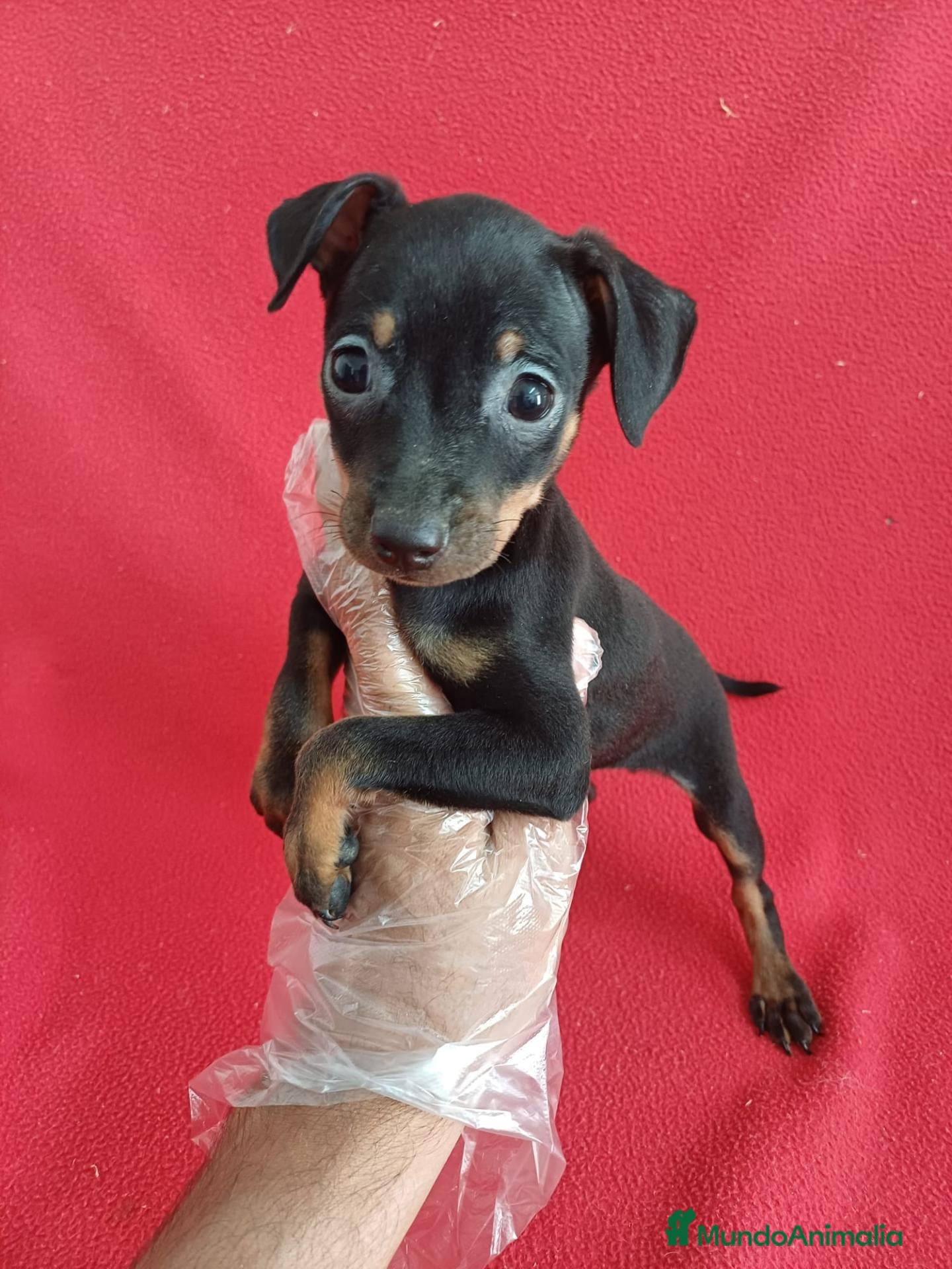 Pinscher Miniatura perros MiniPincher  - Anuncio 1