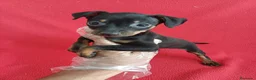 Pinscher Miniatura perros en venta: MiniPincher  - Anuncio 1