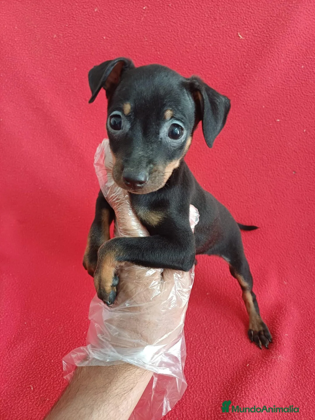 Pinscher Miniatura perros en venta: MiniPincher  - Anuncio 1