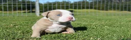 American Staffordshire-Terrier perros en venta: AMERICAN STAFFORD BLUE OJOS AZULES en Sevilla - Anuncio 4