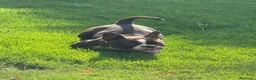 American Bully perros en venta: MICRO BULLYS EXÓTICAS 2 HEMBRAS DISPONIBLES  en Barcelona - Anuncio 3