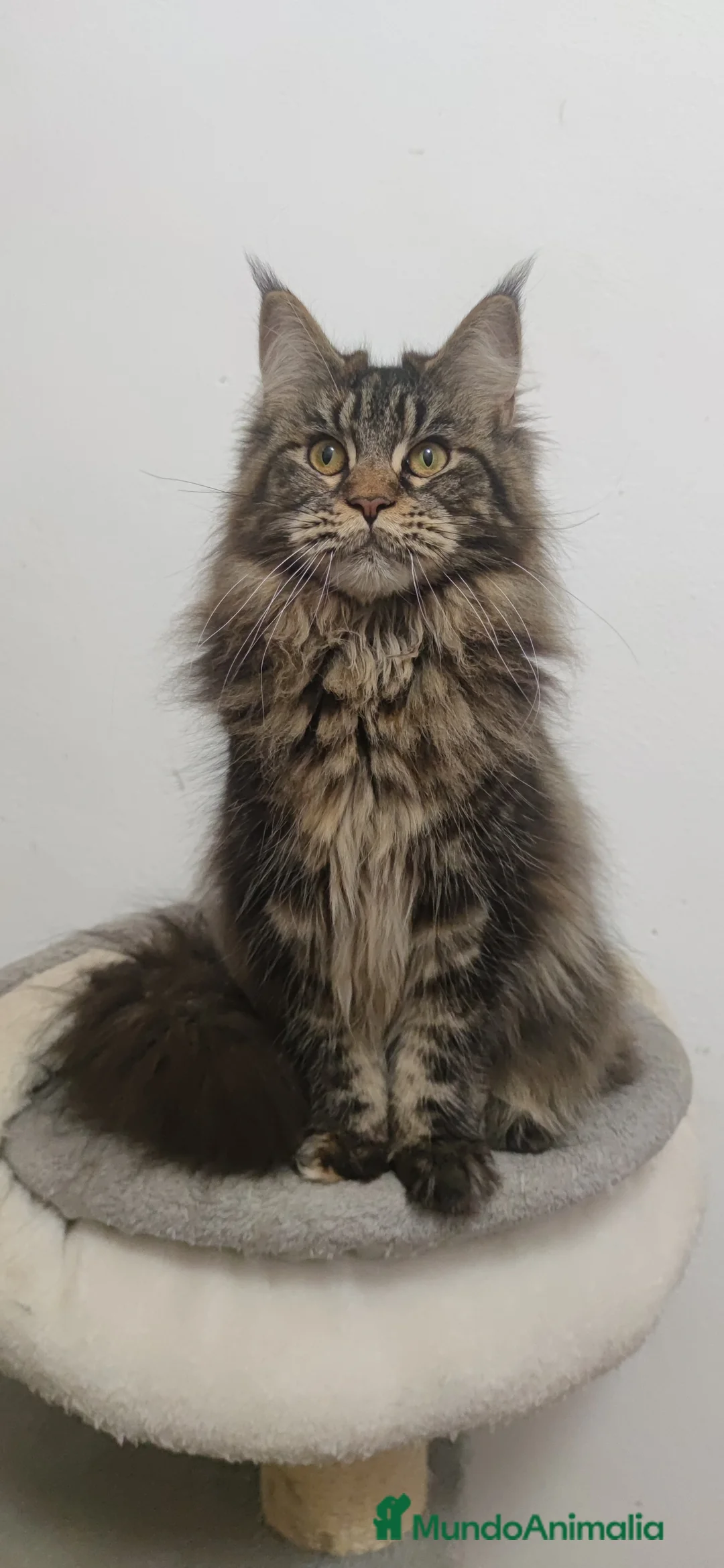 Imagen de galería {{count}}