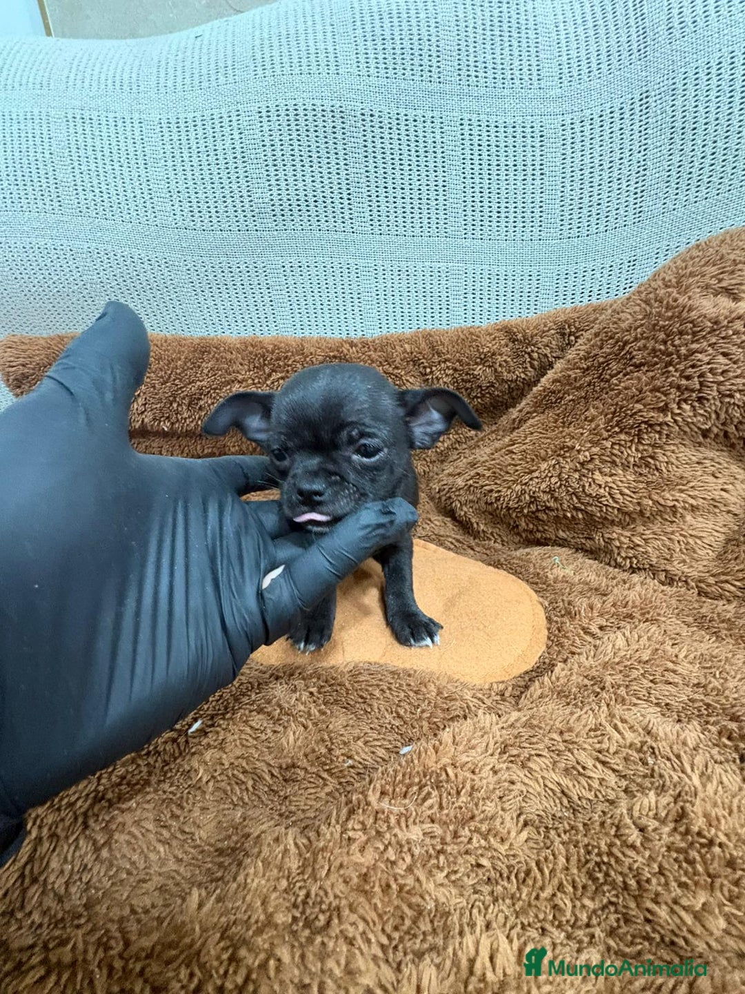 Chihuahua perros en venta: Chihuahua toy negro - Anuncio 4