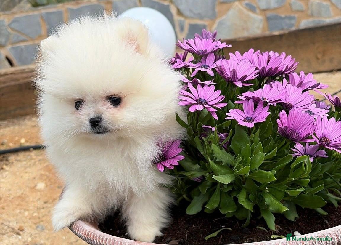 Pomerania perros Pomerania Toy !!!! - Anuncio 2
