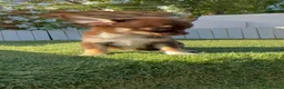 Chihuahua perros en venta: CHIHUAHUA CHOCOLATE - Anuncio 10
