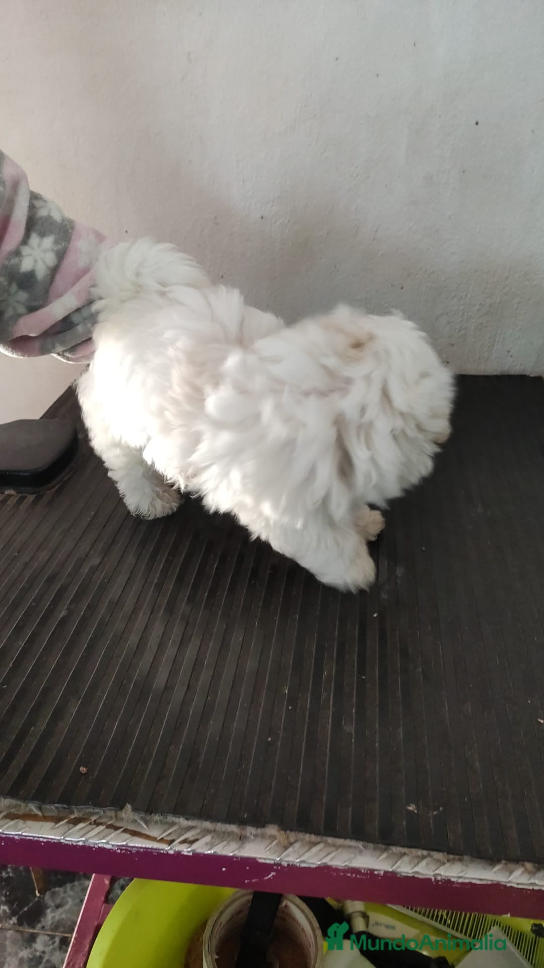 Bichón Maltés perros Cachorro macho bichon maltés  - Anuncio 5