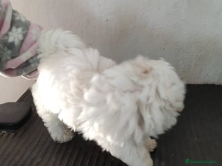 Bichón Maltés perros Cachorro macho bichon maltés - Anuncio 5