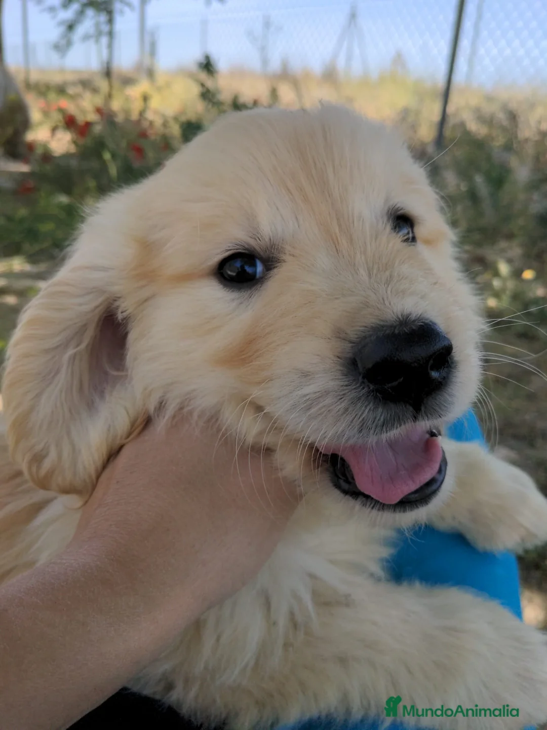 Golden Retriever perros en venta: Machos de Golden Retriever - Anuncio 1