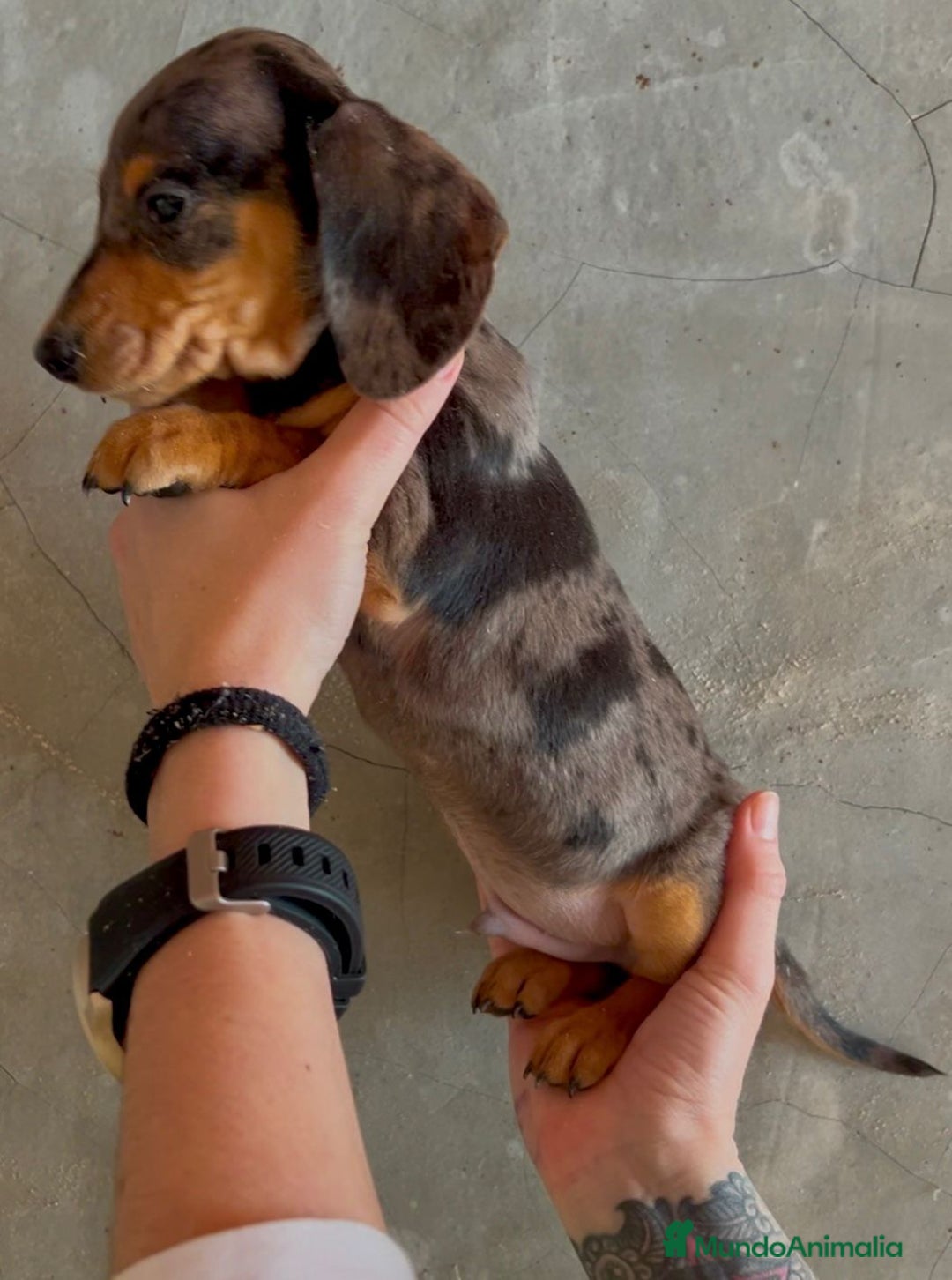 Teckel Miniatura perros en venta: TECKEL MINIATURA BLUE MERLE en Barcelona - Imagen 2