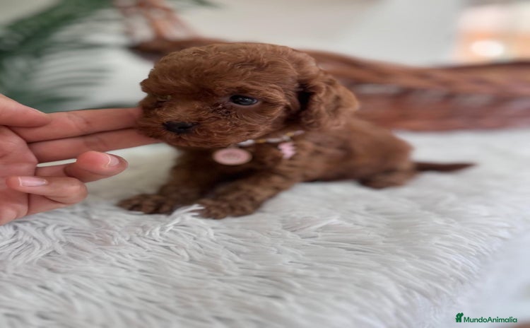 Caniche Toy perros - Propaganda 1