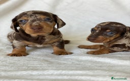 Teckel Miniatura perros en venta: TECKEL ARLEQUÍN CHOCOLATE - Imagen 1