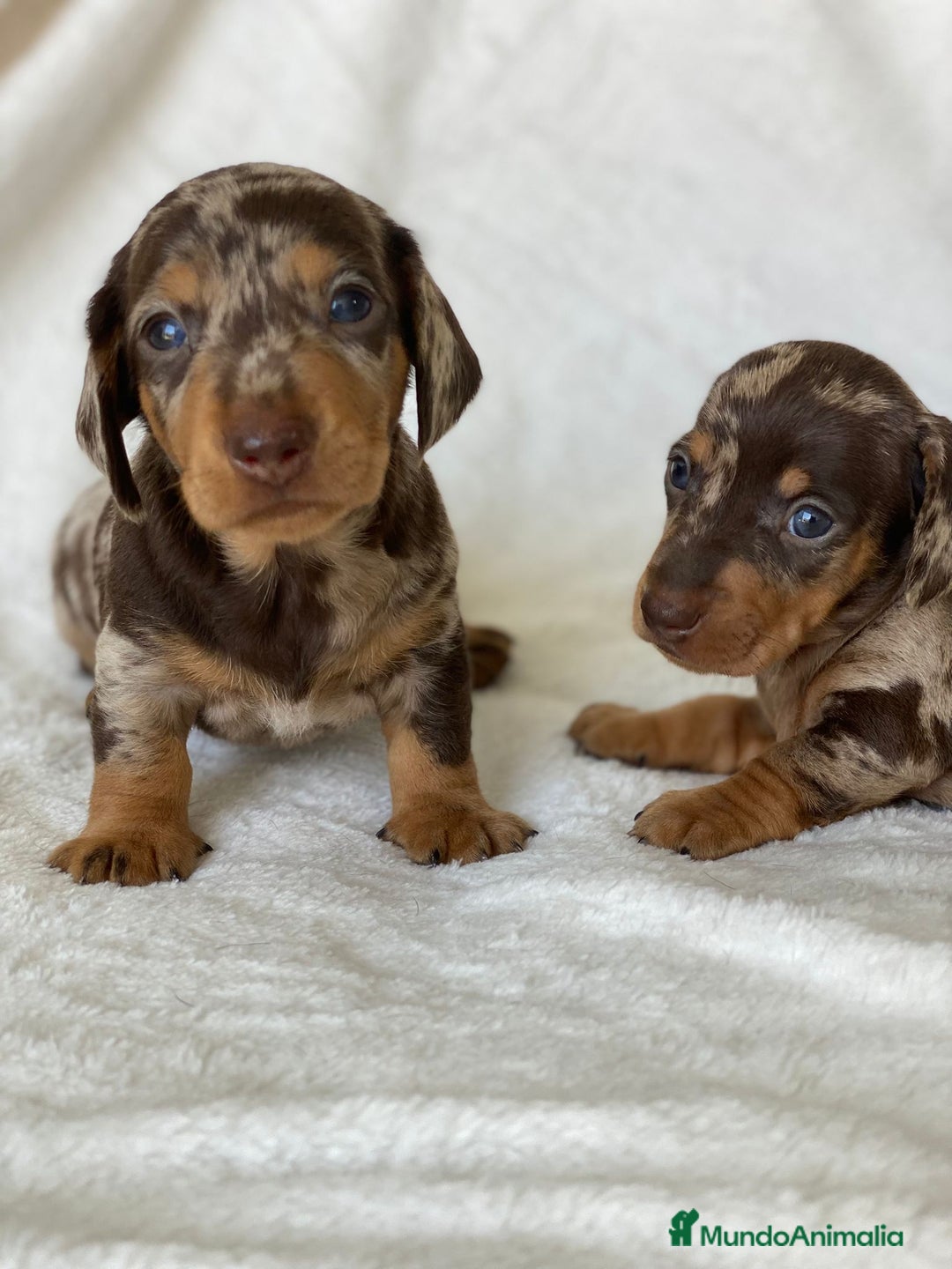 Teckel Miniatura perros en venta: TECKEL ARLEQUÍN CHOCOLATE - Imagen 1