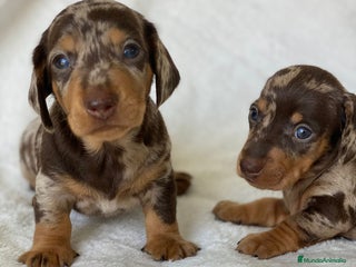 Teckel Miniatura perros - Anuncio 19