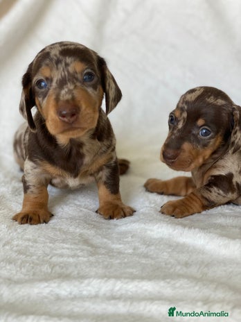 Teckel Miniatura perros - Anuncio 5