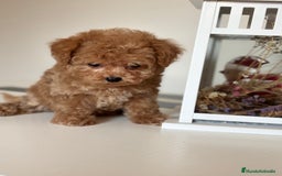 Maltipoo perros en venta: Maltipoo precisa y diminuta !!! - Imagen 2