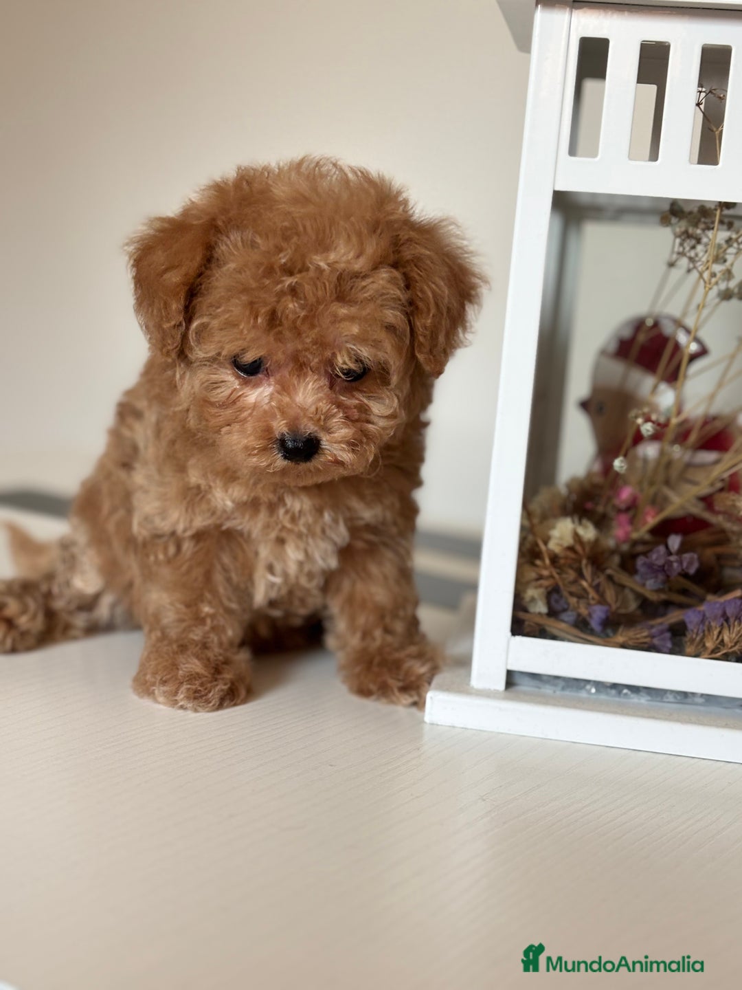 Maltipoo perros en venta: Maltipoo precisa y diminuta !!! - Imagen 2