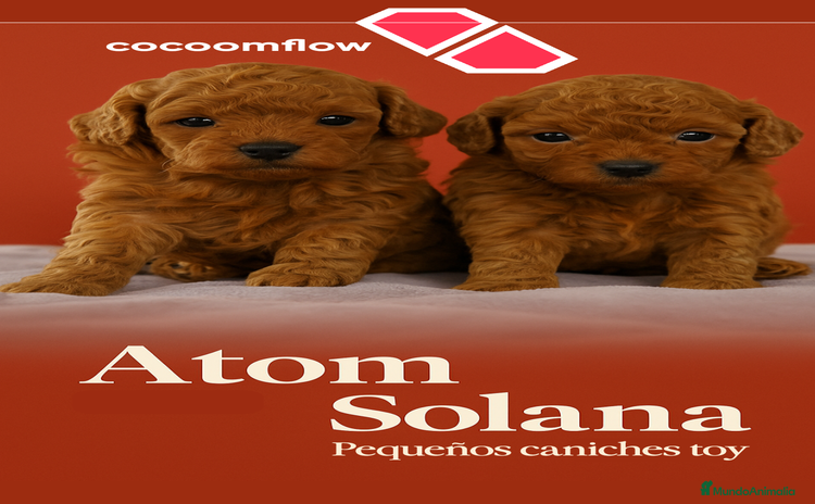Caniche Toy perros - Anuncio 7