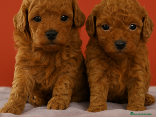 Caniche Toy perros - Anuncio 1