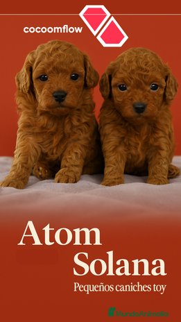 Caniche Toy perros - Anuncio 1