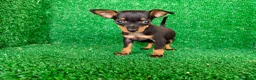 Pinscher Miniatura perros en venta: Pinscher miniatura - Anuncio 11
