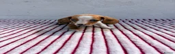 Teckel Miniatura perros en venta: Teckel Kaninchen - Anuncio 4
