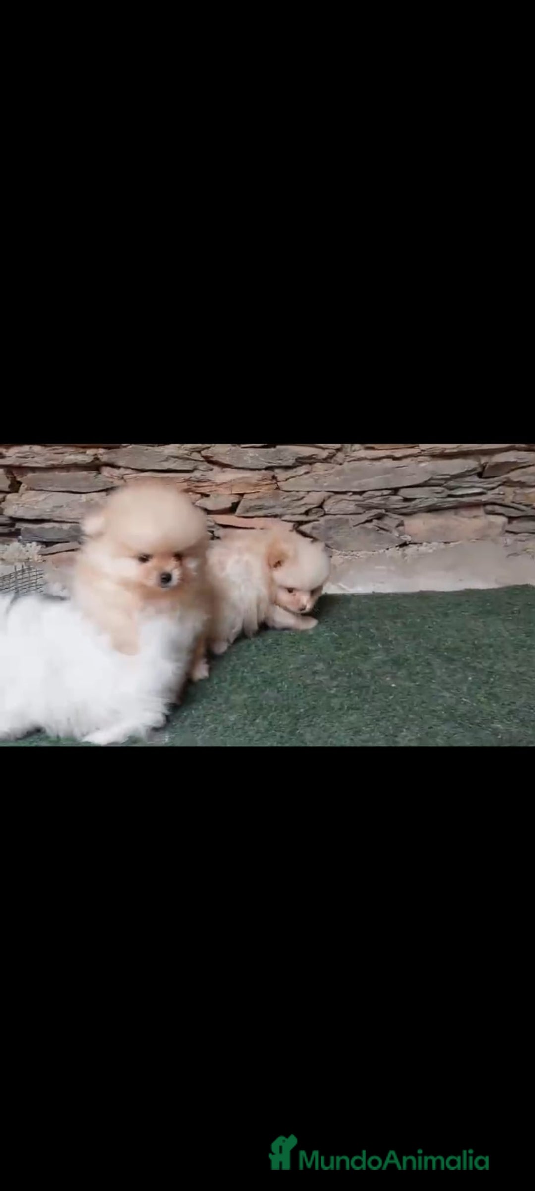 Pomerania perros en venta: Pomerania toy - Anuncio 4