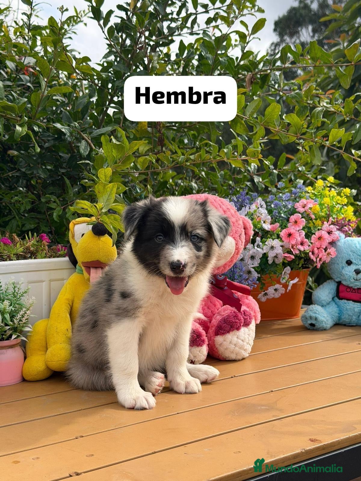 Border Collie perros Border collie hembra - Anuncio 16