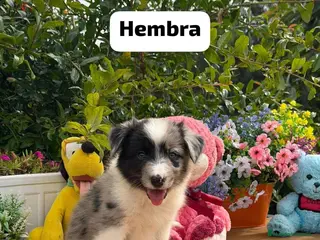 Border Collie perros Border collie hembra - Anuncio 16
