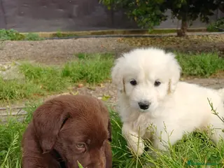 Golden Retriever perros 900€ GOLDEN RETRIEVER MACHO DISPONIBLE - Anuncio 3