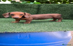 Teckel Miniatura perros en venta: teckel canichen roja - Imagen 3