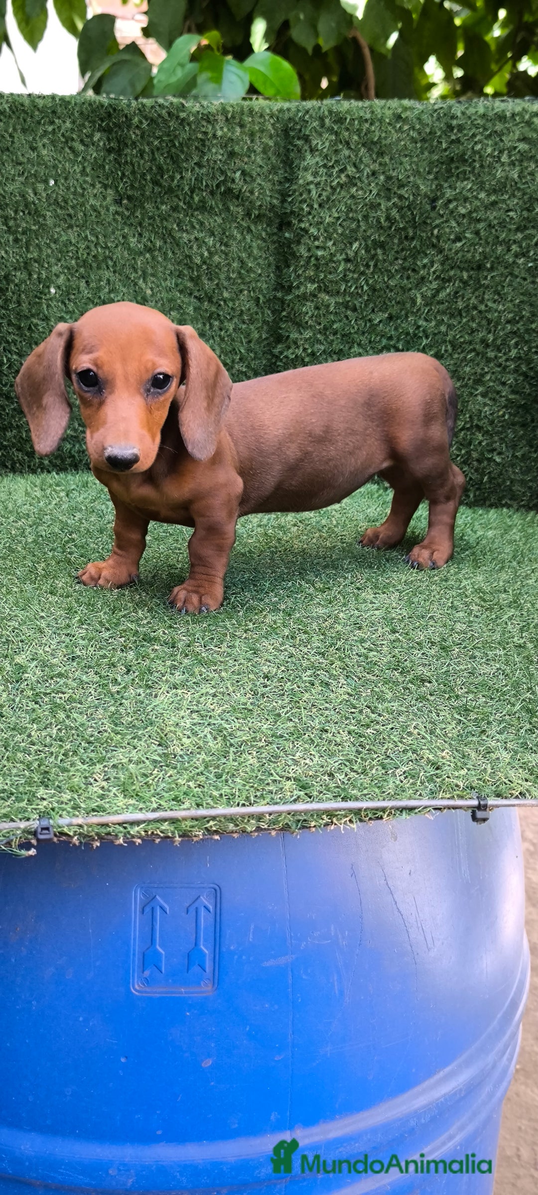 Teckel Miniatura perros en venta: teckel canichen roja - Imagen 3